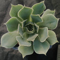 Echeveria simulans