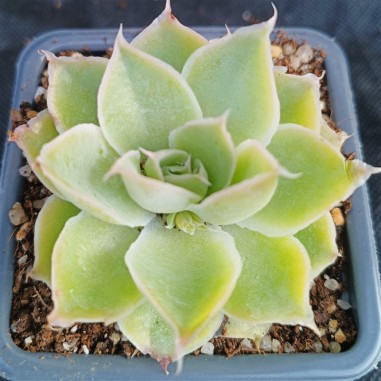 Echeveria simulans