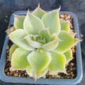 Echeveria simulans