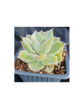 Echeveria simulans