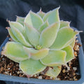 Echeveria simulans