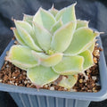 Echeveria simulans