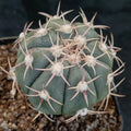 Echinocactus horizonthalonius GRAFTED
