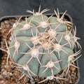 Echinocactus horizonthalonius INJERTADO