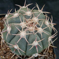 Echinocactus horizonthalonius INJERTADO
