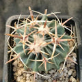Echinocactus texensis
