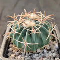 Echinocactus texensis