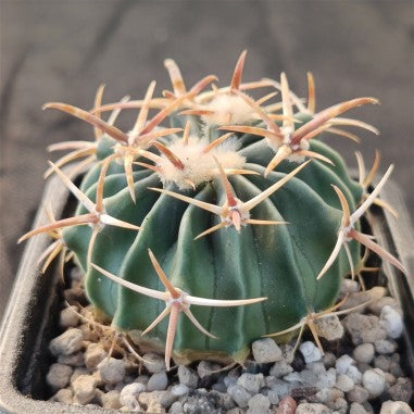 Echinocactus texensis