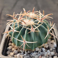 Echinocactus texensis