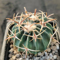 Echinocactus texensis