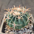 Echinocactus texensis