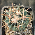 Echinocactus texensis