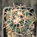 Echinocactus texensis