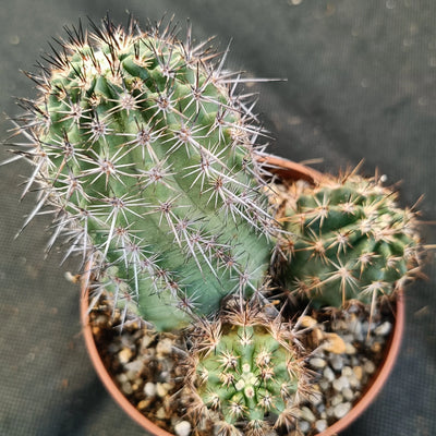 Echinocereus ferreirianus brevispinus (SAN FRANCISCO)