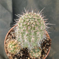 Echinocereus ferreirianus brevispinus (SAN FRANCISCO)