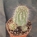 Echinocereus ferreirianus brevispinus (SAN FRANCISCO)