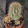 Echinocereus ferreirianus brevispinus (SAN FRANCISCO)