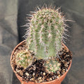 Echinocereus ferreirianus brevispinus (SAN FRANCISCO)