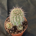 Echinocereus ferreirianus brevispinus (SAN FRANCISCO)