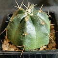 Echinocereus knippelianus subsp. reyesii