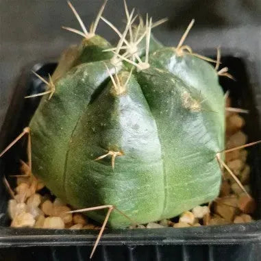 Echinocereus knippelianus subsp. reyesii