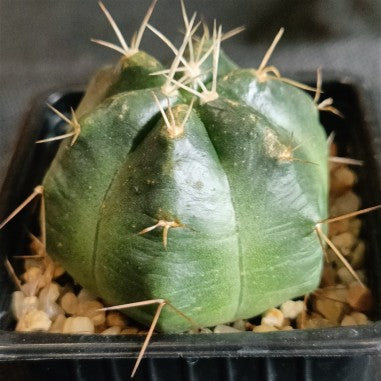 Echinocereus knippelianus subsp. reyesii