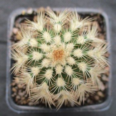 Echinocereus reichenbachii var. Albispinus