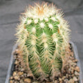 Echinocereus reichenbachii var. Albispinus