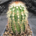 Echinocereus reichenbachii var. Albispinus