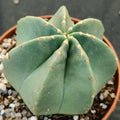 Echinocereus subinermis