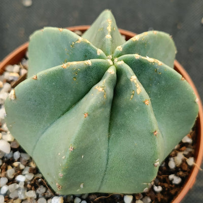 Echinocereus subinermis