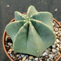 Echinocereus subinermis