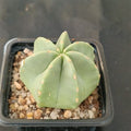 Echinocereus subinermis