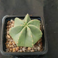 Echinocereus subinermis