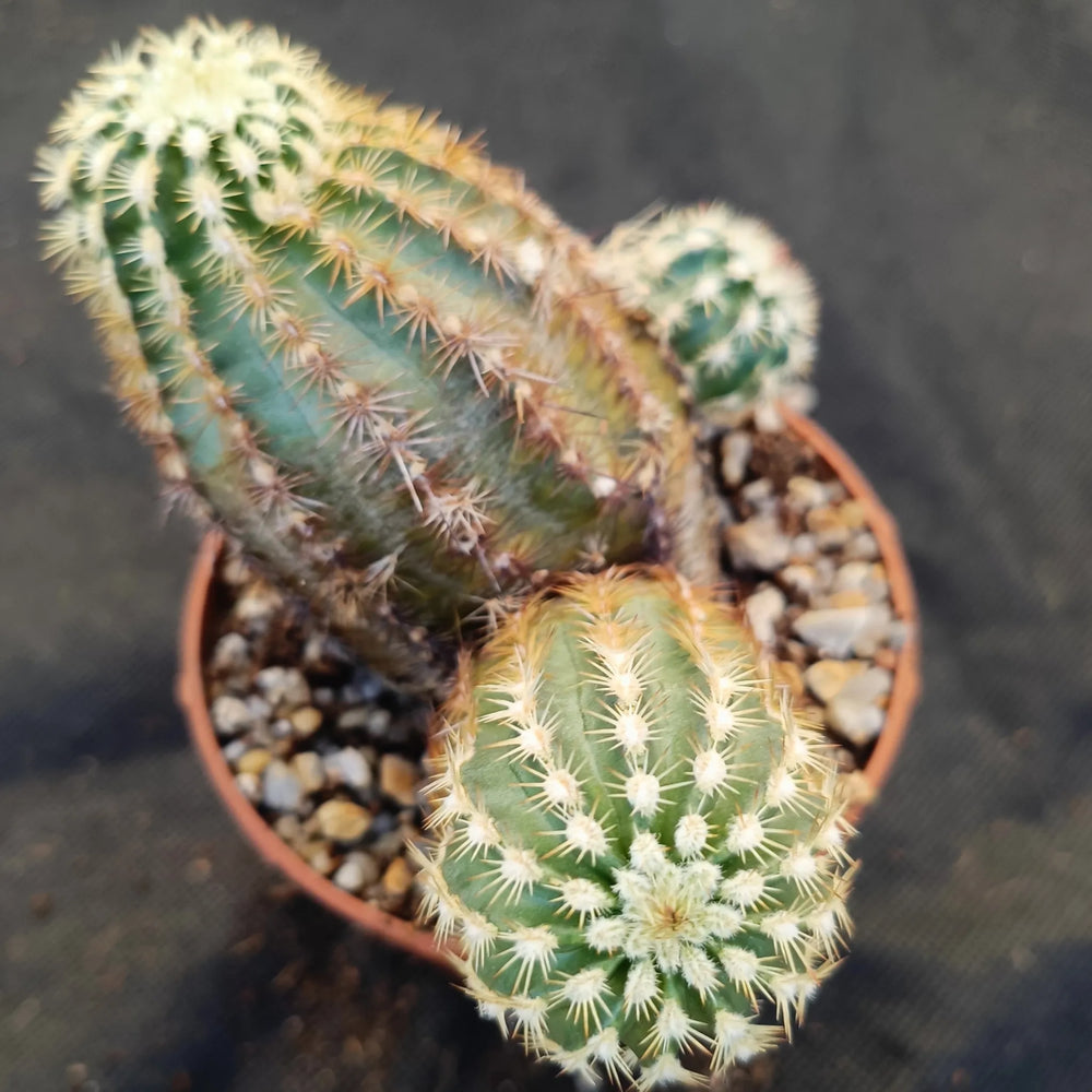 Echinocereus viridiflorus subsp. chloranthus