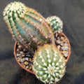 Echinocereus viridiflorus subsp. chloranthus