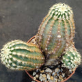 Echinocereus viridiflorus subsp. chloranthus