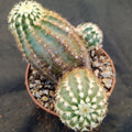 Echinocereus viridiflorus subsp. chloranthus