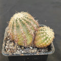 Echinocereus viridiflorus subsp. chloranthus