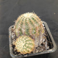 Echinocereus viridiflorus subsp. chloranthus