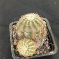 Echinocereus viridiflorus subsp. chloranthus