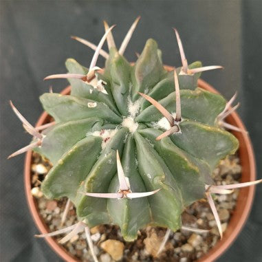 Echinofossulocactus coptonogonus