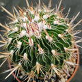 Echinofossulocactus multicostatus