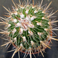 Echinofossulocactus multicostatus