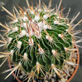 Echinofossulocactus multicostatus