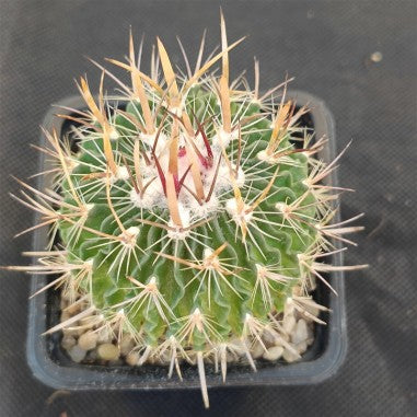 Echinofossulocactus multicostatus