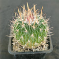 Echinofossulocactus multicostatus