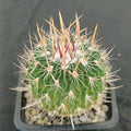 Echinofossulocactus multicostatus