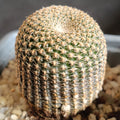 Echinopsis famatimensis