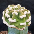 Echinopsis subdenudata var.FUZZY NAVEL INJERTADO